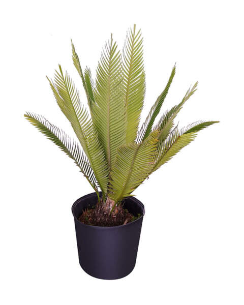 Large