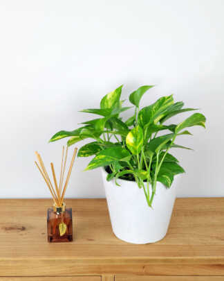 Golden Pothos