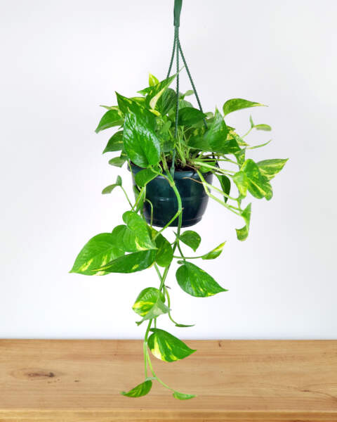 Medium, Hanging Basket Medium, Hanging Basket