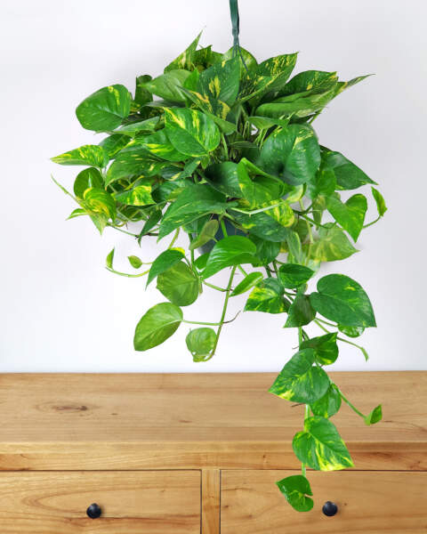 Large, Hanging Basket Large, Hanging Basket