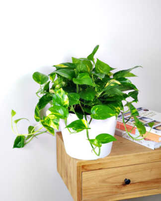 Golden Pothos