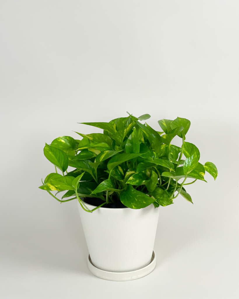 Golden Pothos