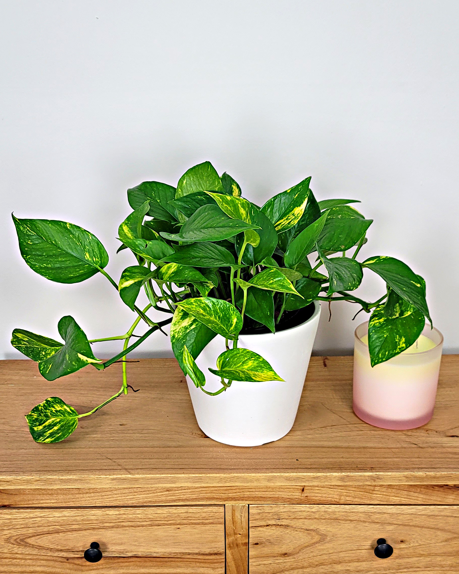 Golden Pothos Mother’s Day Bundle | PlantVine