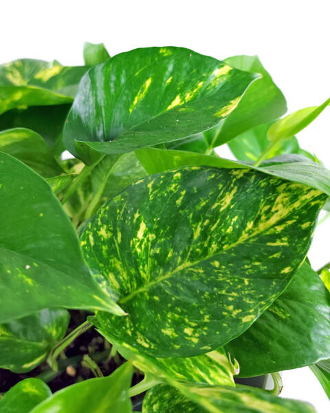 Foliage Foliage