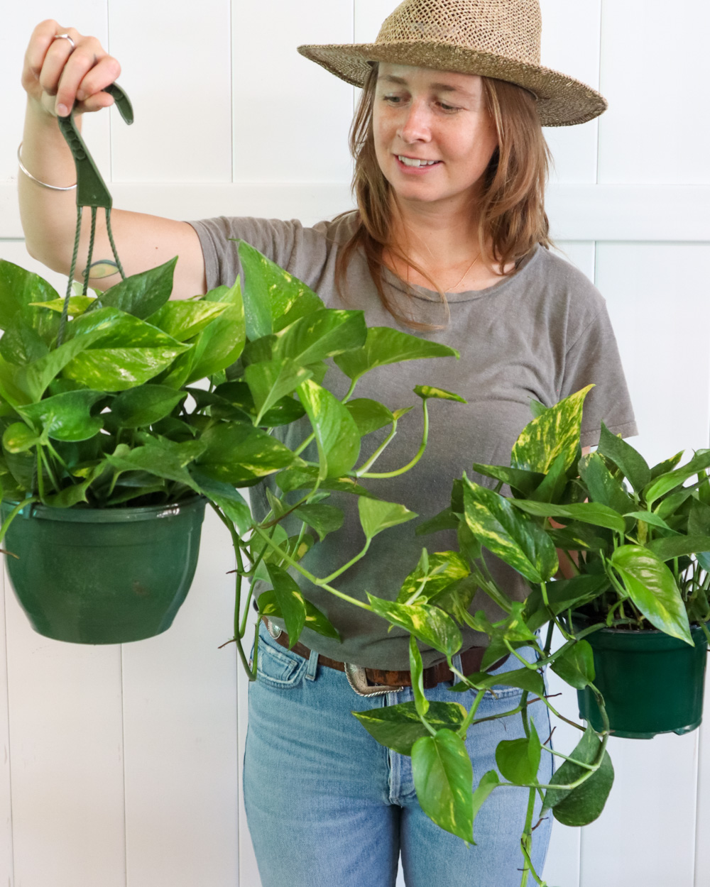 Buy Epipremnum aureum, Golden Pothos Vine Free Shipping