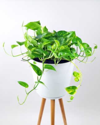 Golden Pothos