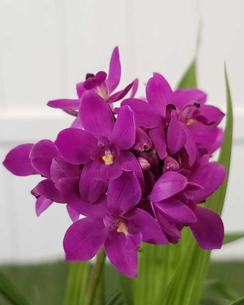 Flower Flower