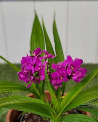 Purple Ground Orchid