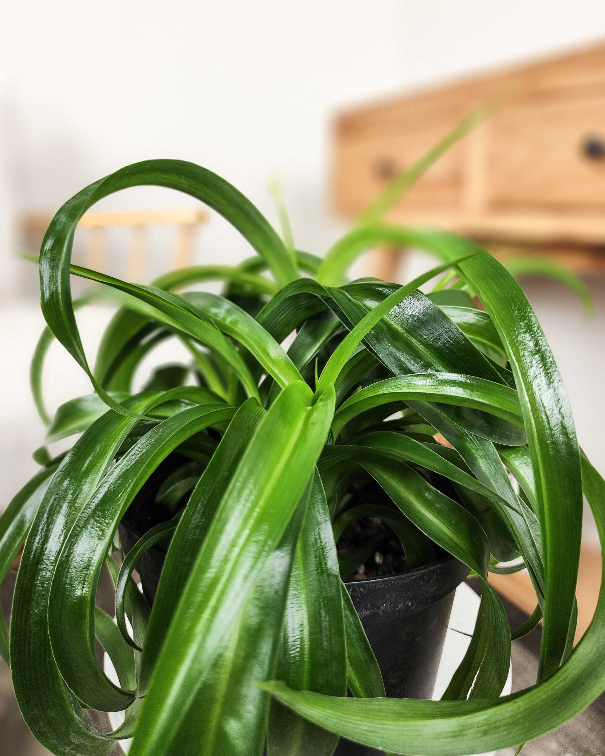 organic plant food for indoor plants Organic Plant Food main image 0