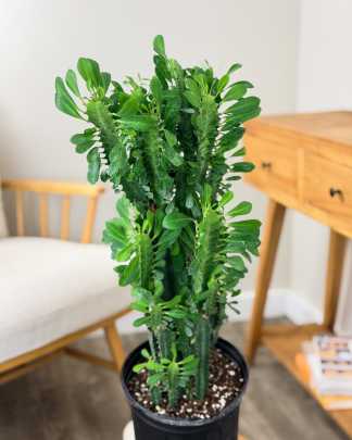Green Cathedral Cactus