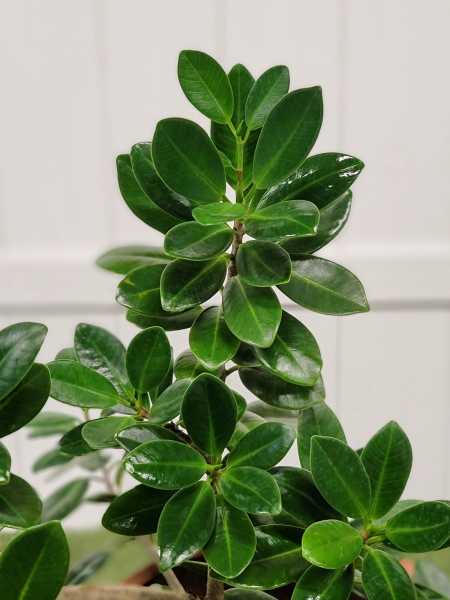 Foliage Foliage