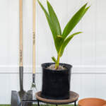 green malayan coconut large