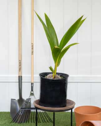 green malayan coconut large