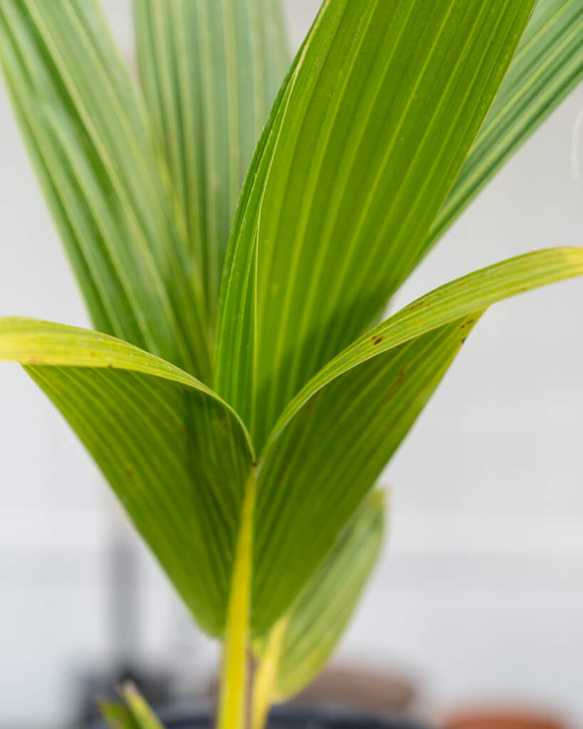 Buy Cocos nucifera 'Green Malayan', Coconut Palm | Free Shipping over $100