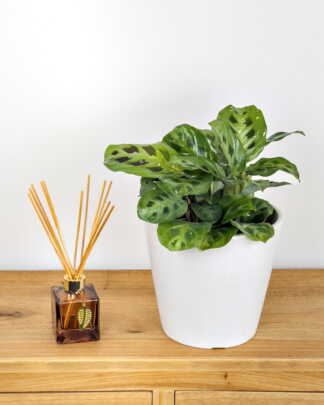 Green Maranta