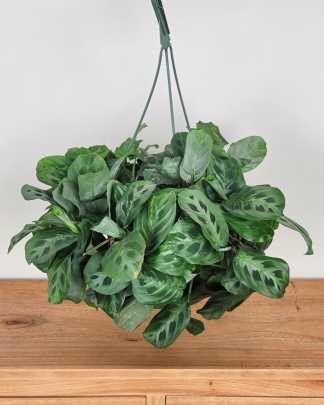 Large, Hanging Basket