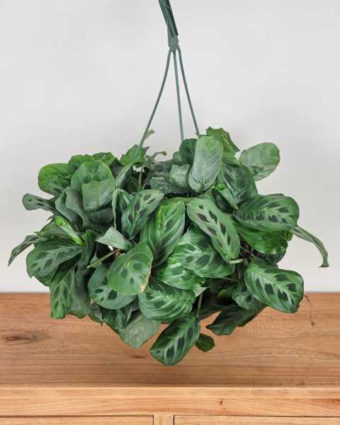 Large, Hanging Basket Large, Hanging Basket