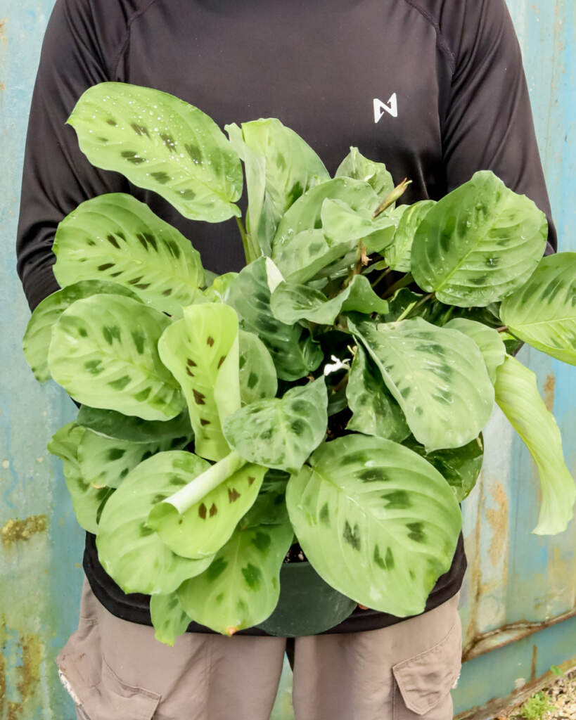 Home / Houseplants / Green Maranta, Maranta leuconeura
