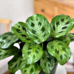 Green Maranta