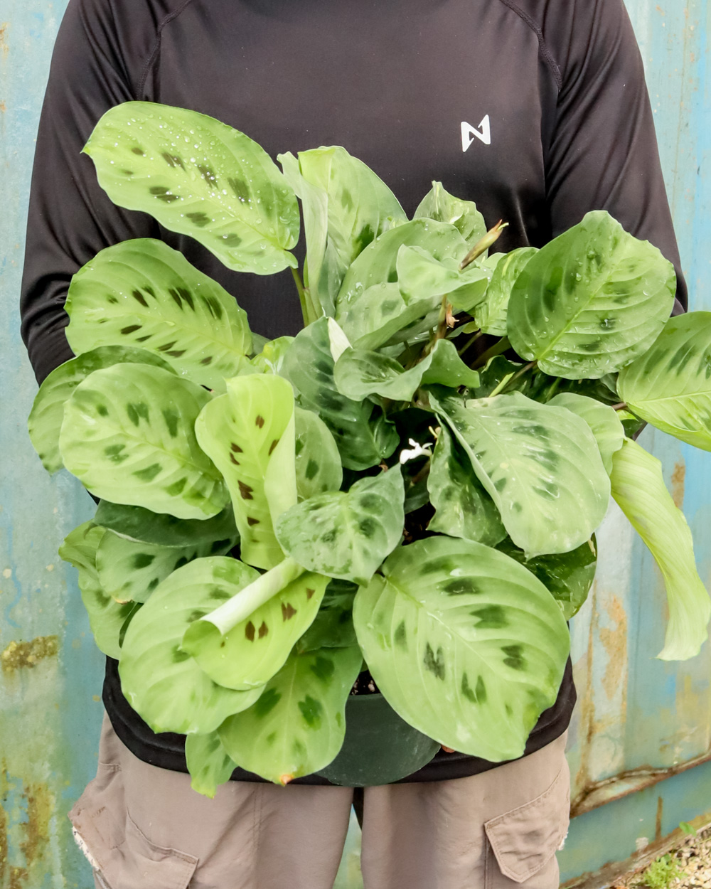 Foliage