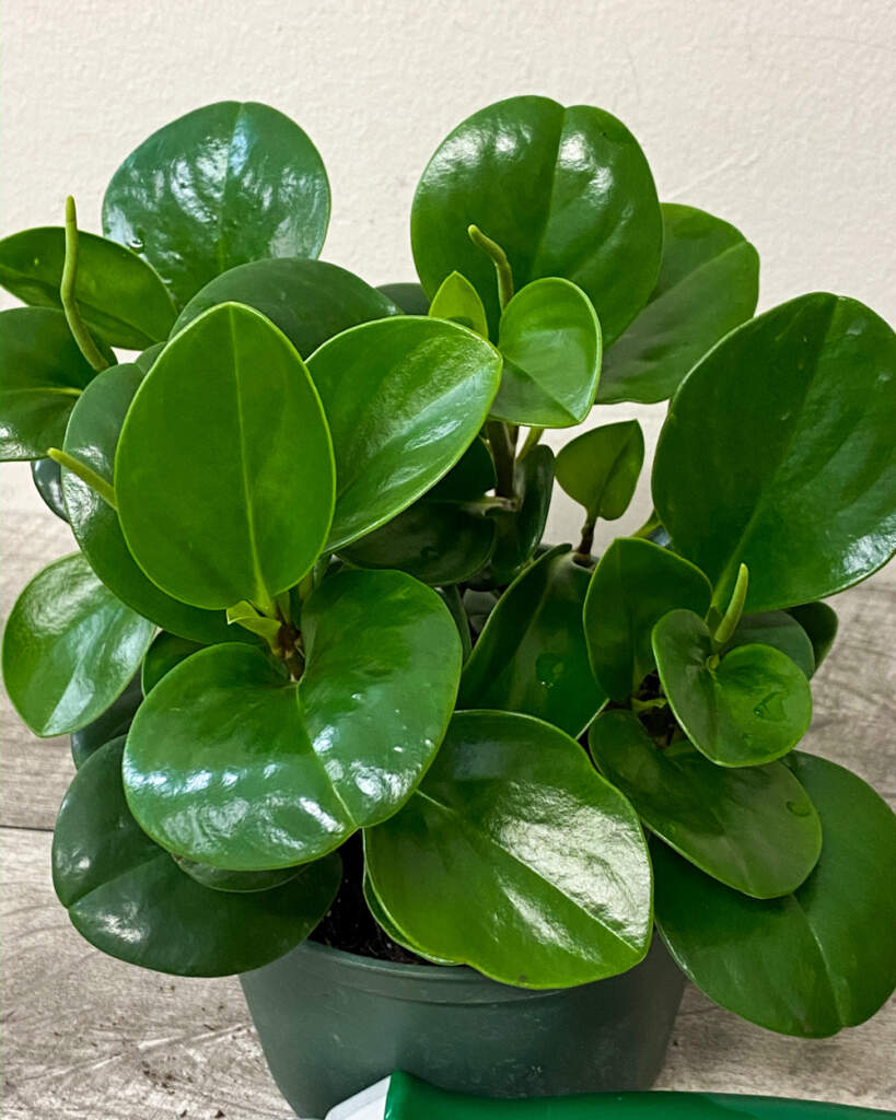 Peperomia obtusifolia, Green Baby rubber plant PlantVine