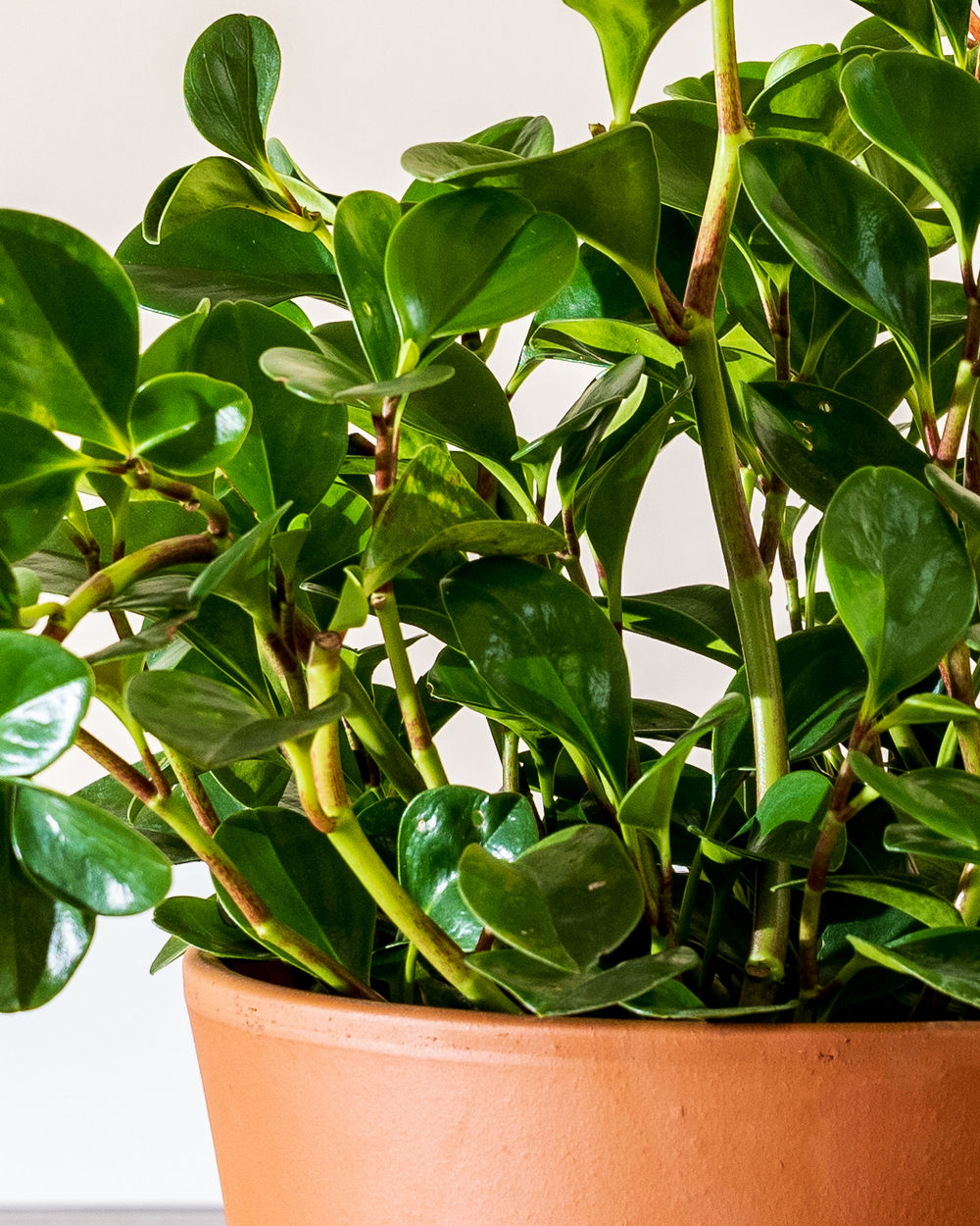 Buy Peperomia obtusifolia, Baby rubber plant Free