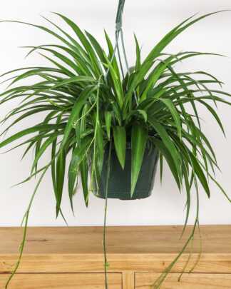Green Spider Plant