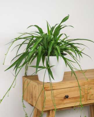 Green Spider Plant