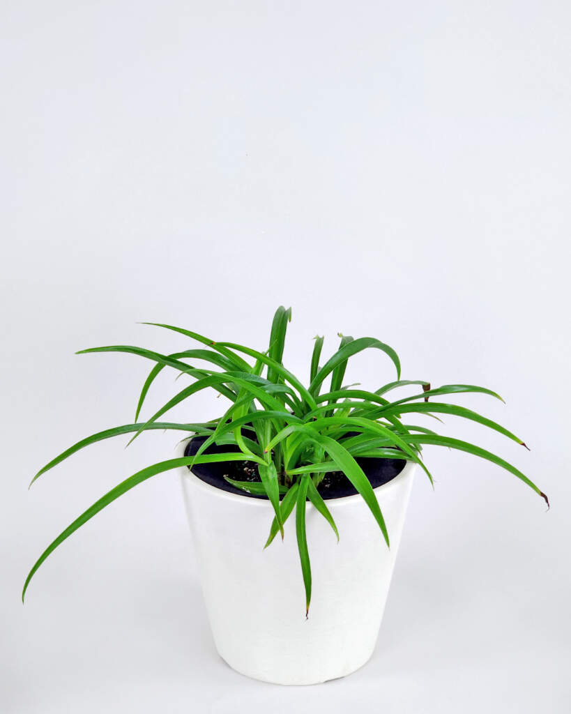 Green Spider Plant