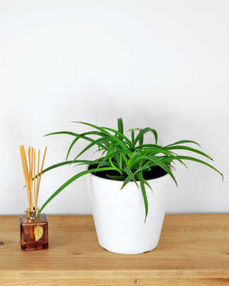 Green Spider Plant