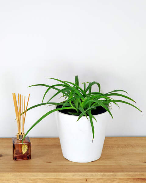 Medium, Bush Medium, Bush