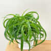 Green Spider Plant on Sale