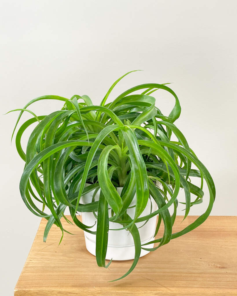 Green Spider Plant