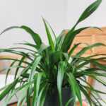 Green Spider Plant