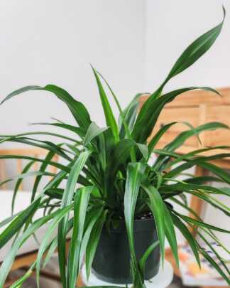 Green Spider Plant