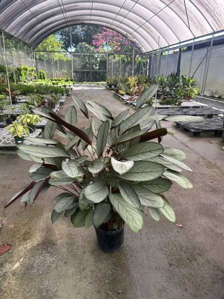 PlantVine Picks PlantVine Picks