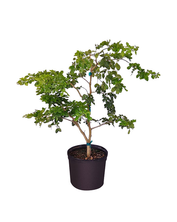 Lignum vitae 'Officinale'