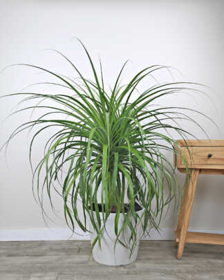 Guatamala Ponytail Palm