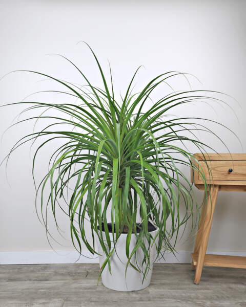 Extra Large Extra Large