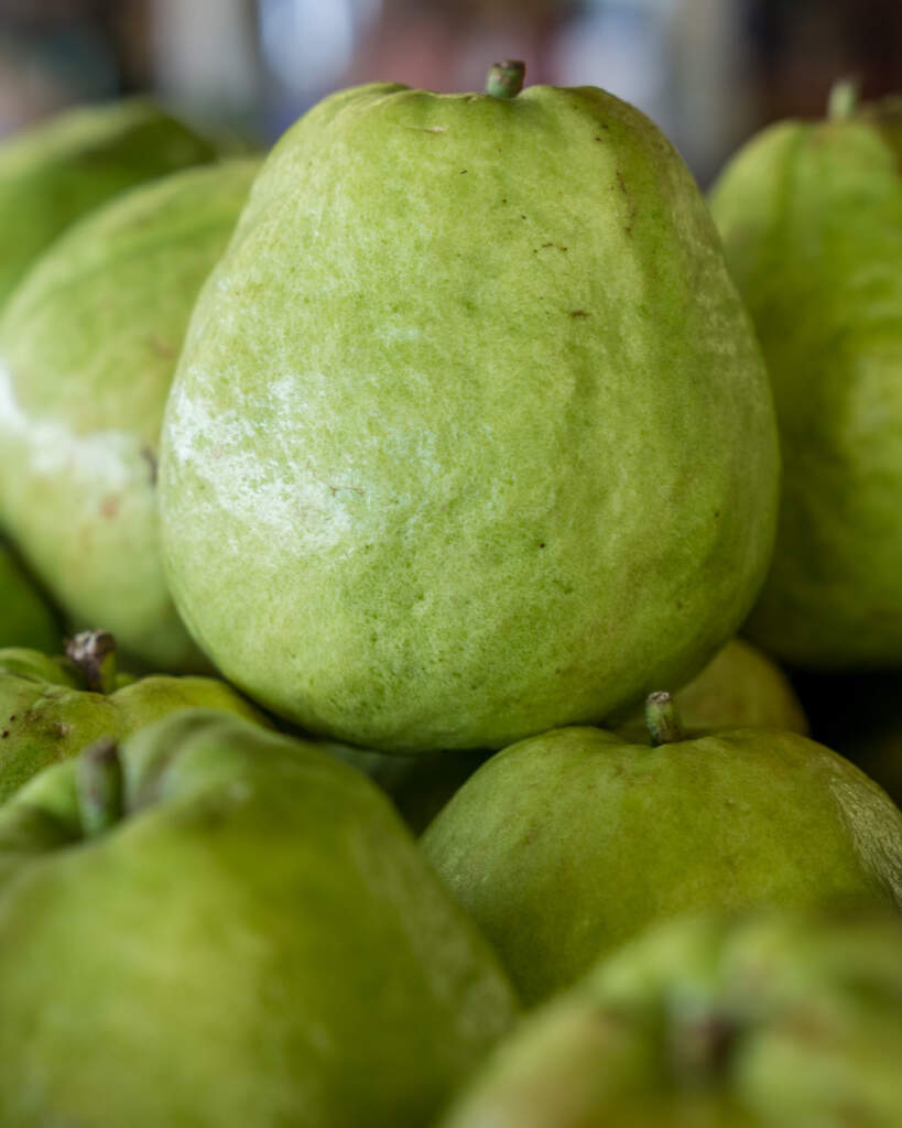 Psidium guajava 'White', Guava