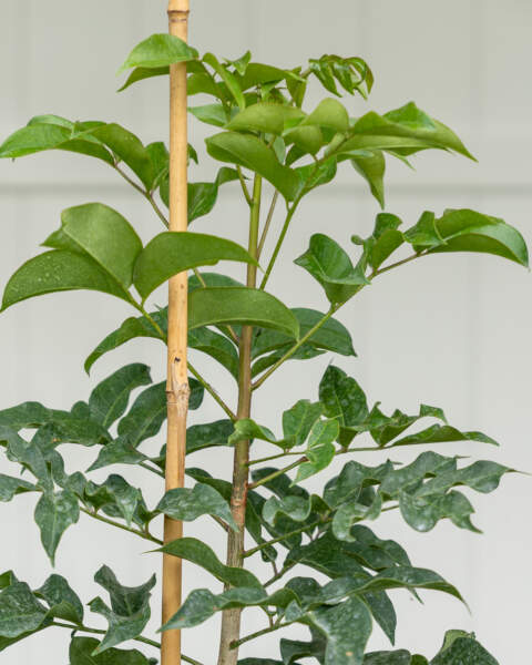 Leaves Leaves