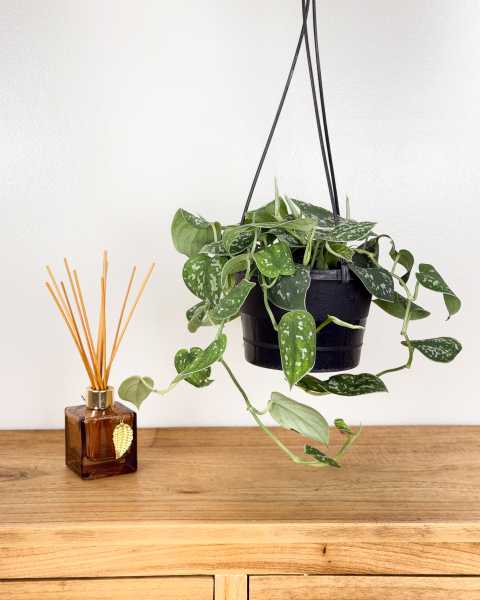 Medium, Hanging Basket