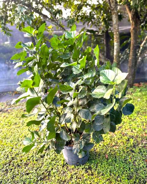 PlantVine Picks PlantVine Picks