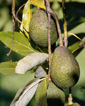 Haas Avocado