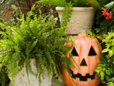 pumpkin surrounded by green plants
