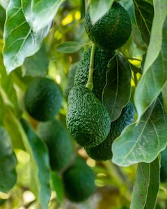 Hass Avocado
