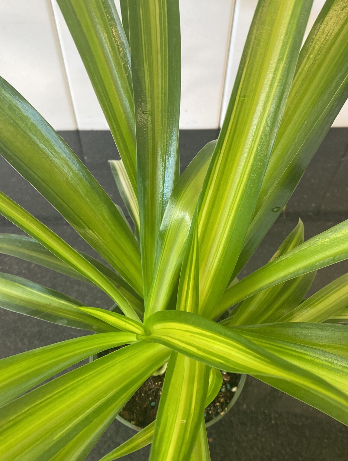 Hawaiian Spider Plant