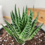 Haworthia Tiki