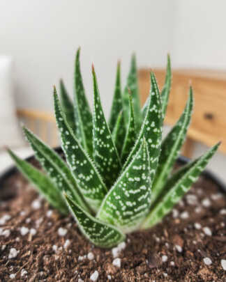 Haworthia Tiki