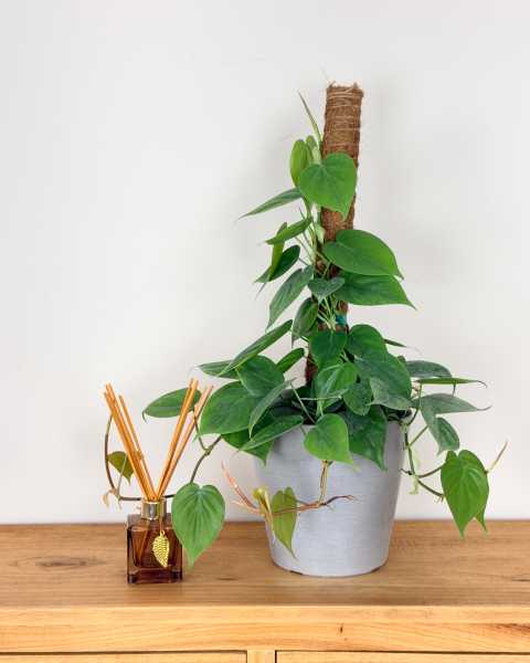Medium, Totem